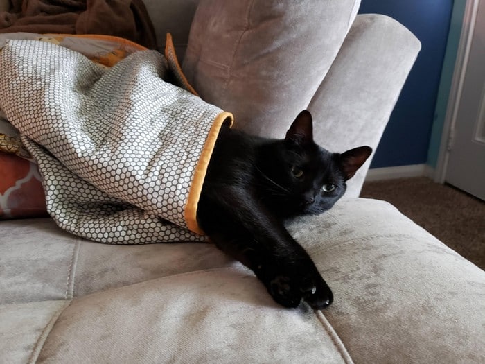 22 coisas incomuns e engraçadas que os gatos fazem 11