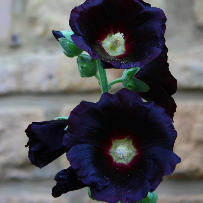 6 flores negras que são lindas e misteriosas 11
