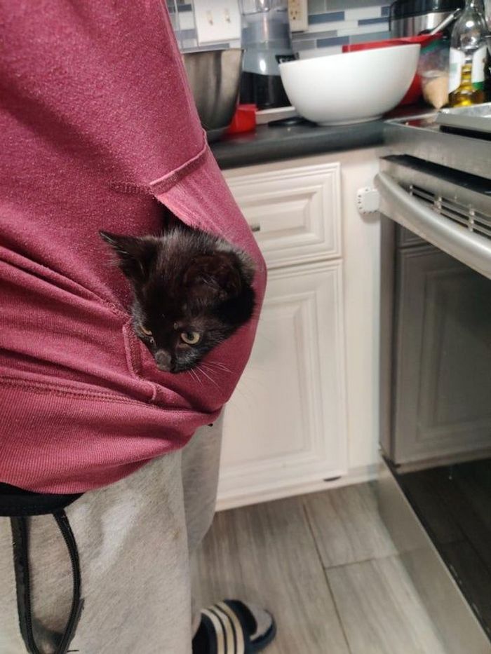 25 pessoas que adotaram um gato e ganharam na loteria da felicidade 11