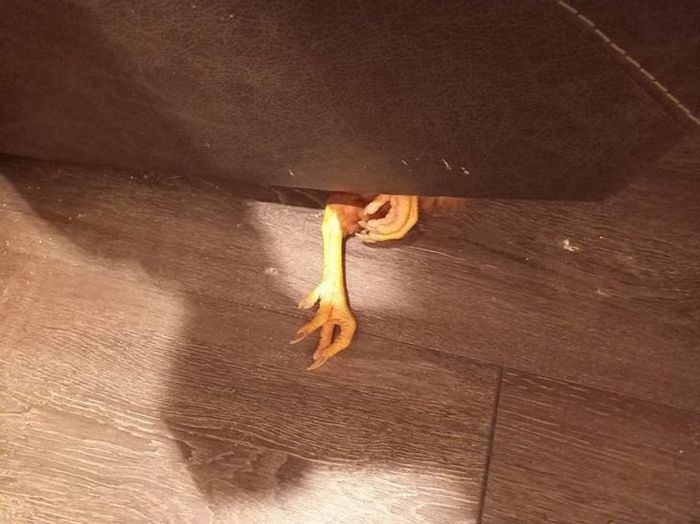 19 vezes que nossos amiguinhos foram pegos fazendo algo muito humano 11