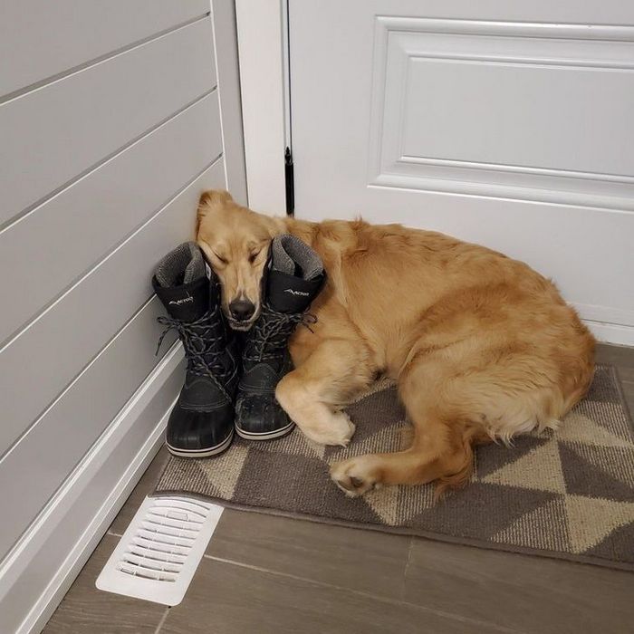 18 animais de estimação ​​que têm os maiores coração do mundo 11