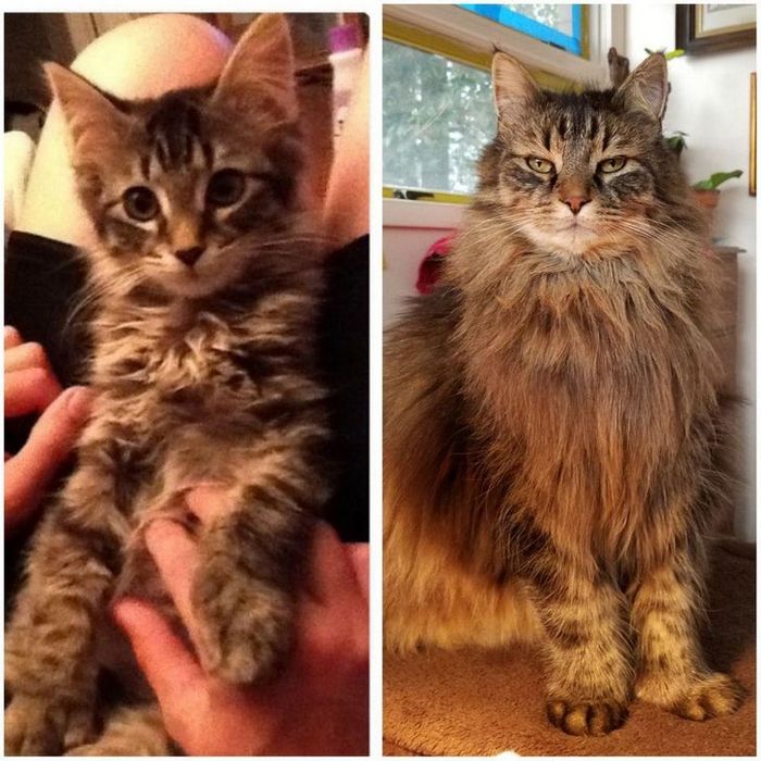 15 animais que era pequeno que se transformaram em grandes e majestosos 11