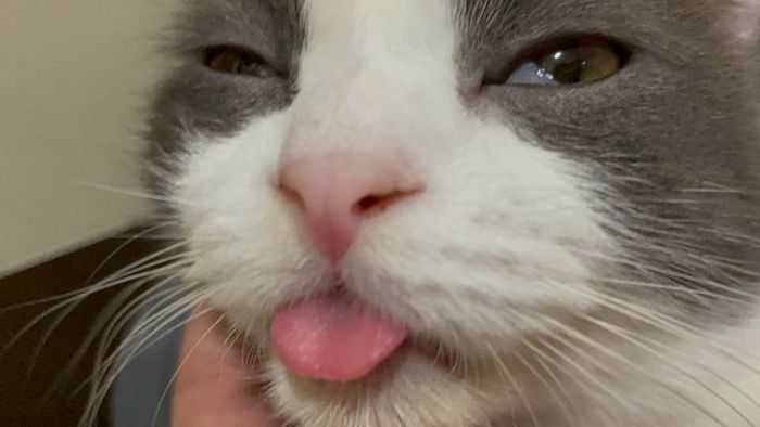 22 coisas incomuns e engraçadas que os gatos fazem 12