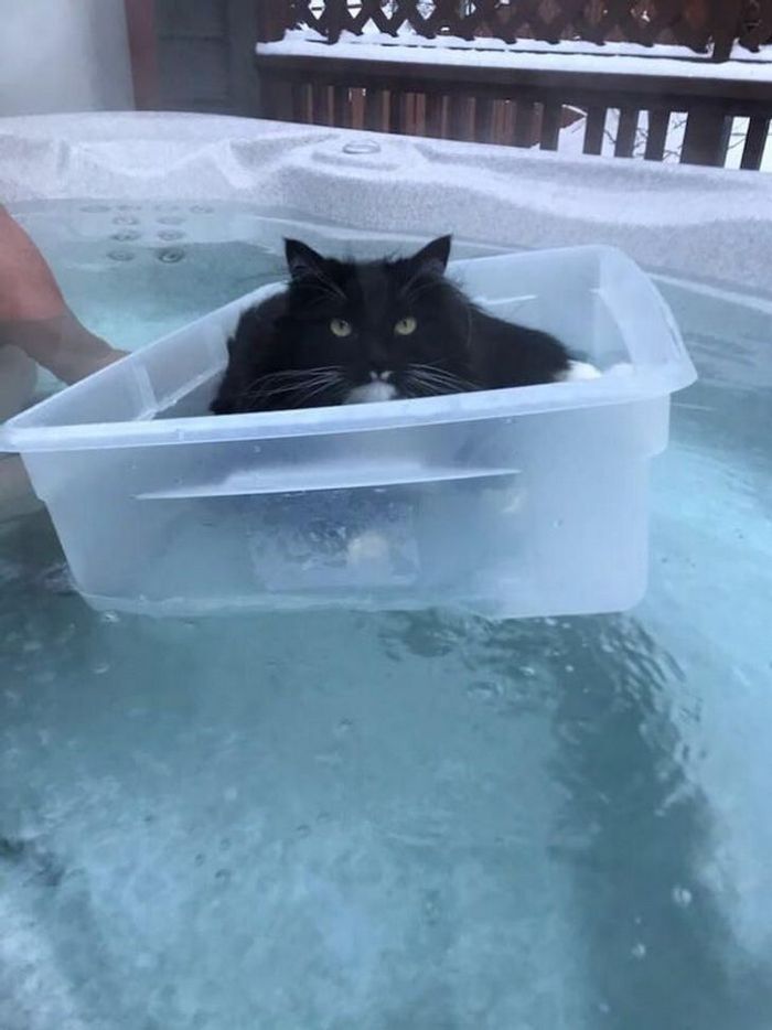 25 pessoas que adotaram um gato e ganharam na loteria da felicidade 12