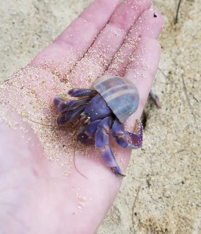 20 vezes a mãe natureza abençoou as coisas com um pouco mais de charme 11