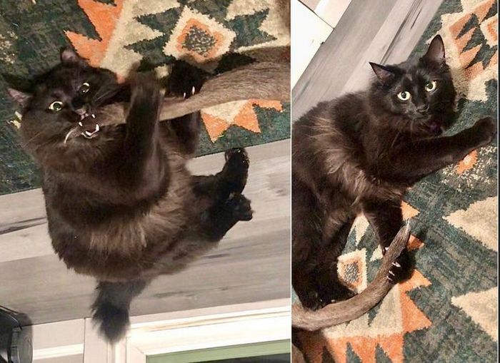 19 vezes que nossos amiguinhos foram pegos fazendo algo muito humano 12