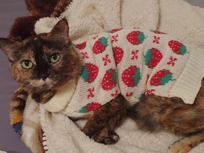 18 animais de estimação ​​que têm os maiores coração do mundo 12