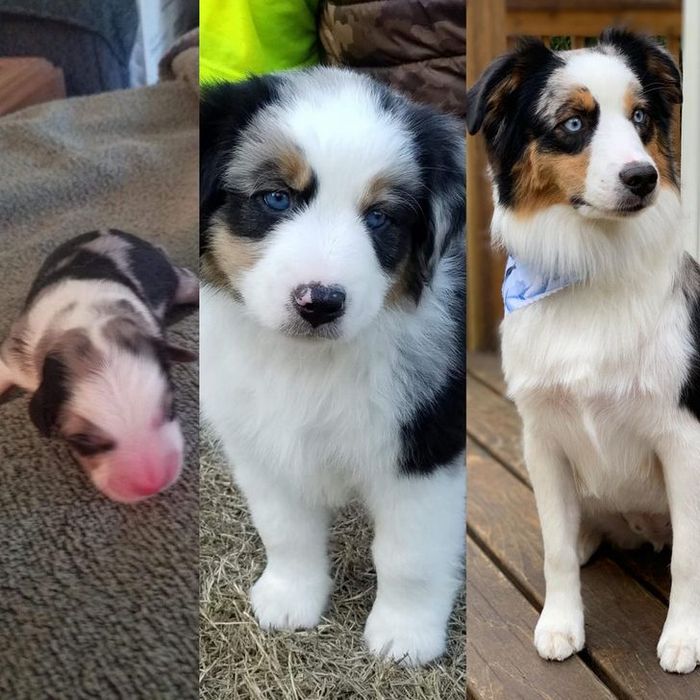 15 animais que era pequeno que se transformaram em grandes e majestosos 12