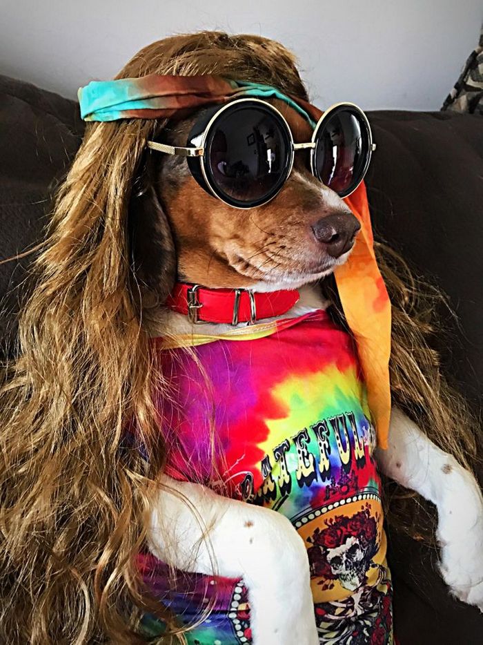 26 cachorros e suas poses super engraçadas 12