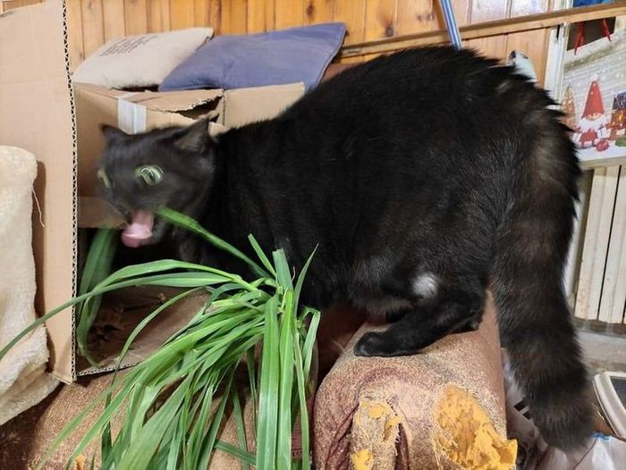 22 coisas incomuns e engraçadas que os gatos fazem 13