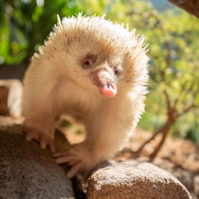 18 motivos que a Austrália é um país surpreendente 12