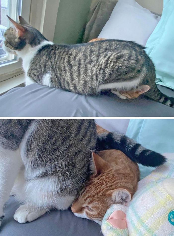 25 pessoas que adotaram um gato e ganharam na loteria da felicidade 13