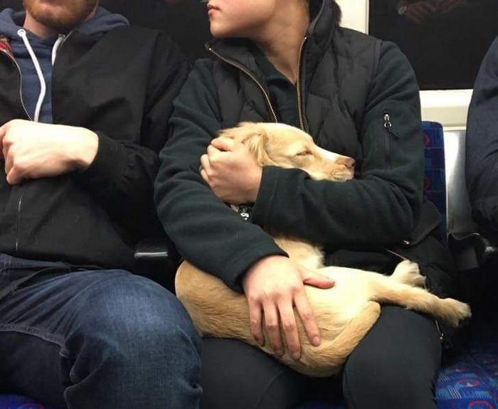 25 viajantes que ninguém esperava encontrar em uma viagem 12