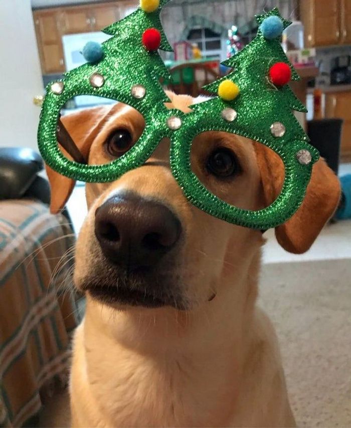 18 animais de estimação ​​que têm os maiores coração do mundo 13