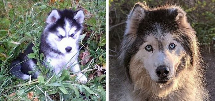 15 animais que era pequeno que se transformaram em grandes e majestosos 13