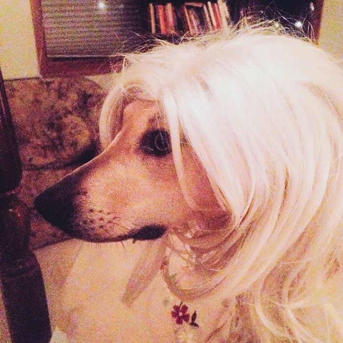 26 cachorros e suas poses super engraçadas 13