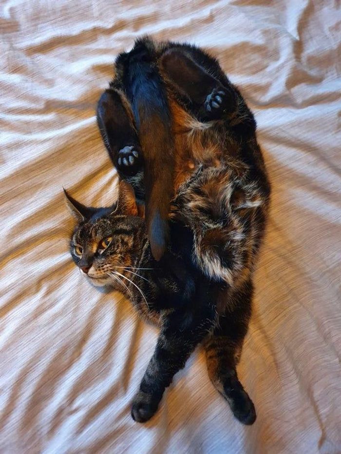22 coisas incomuns e engraçadas que os gatos fazem 14
