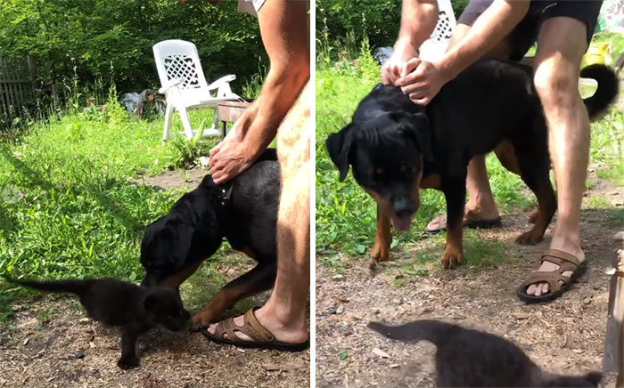 Pantera rejeitada pela mãe conquista internet ao lado do irmão Rottweiler 13