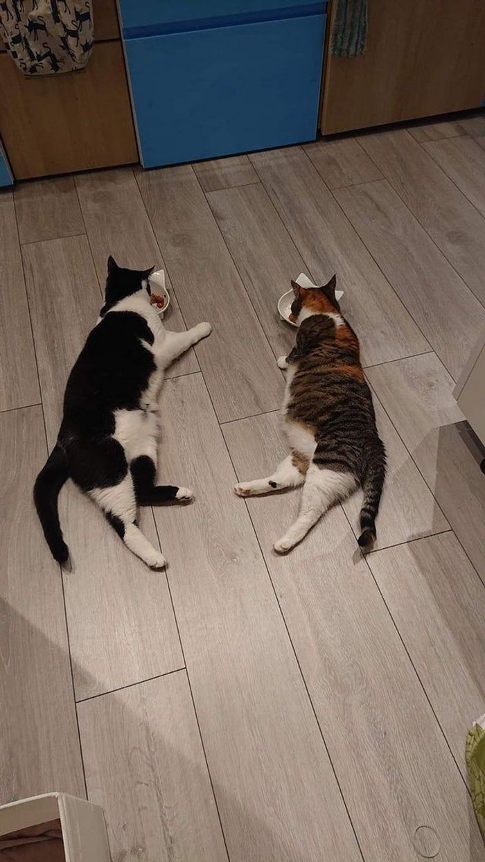 25 pessoas que adotaram um gato e ganharam na loteria da felicidade 14