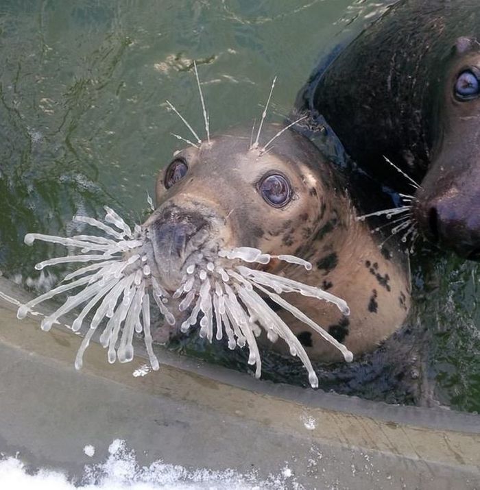 20 vezes a mãe natureza abençoou as coisas com um pouco mais de charme 13