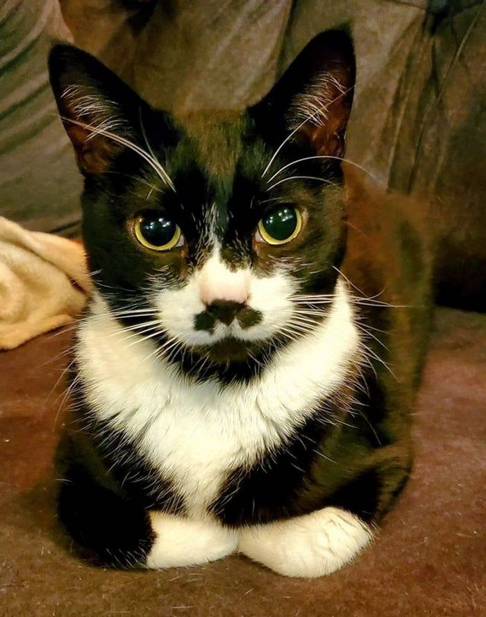 22 animais que ganharam um presente especial da natureza 15