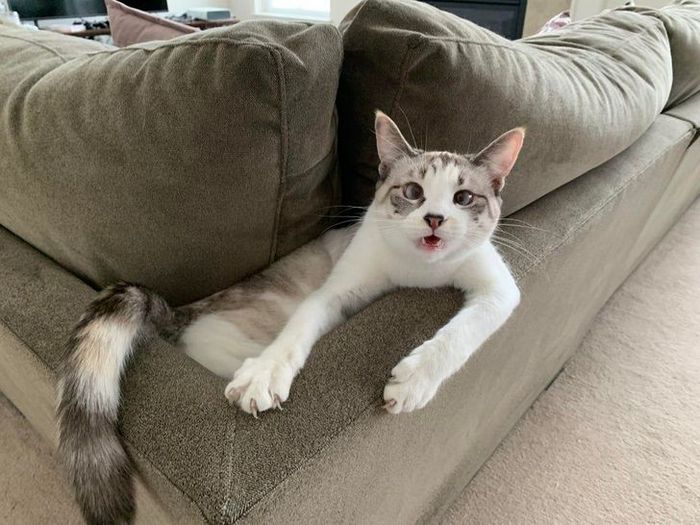22 coisas incomuns e engraçadas que os gatos fazem 15