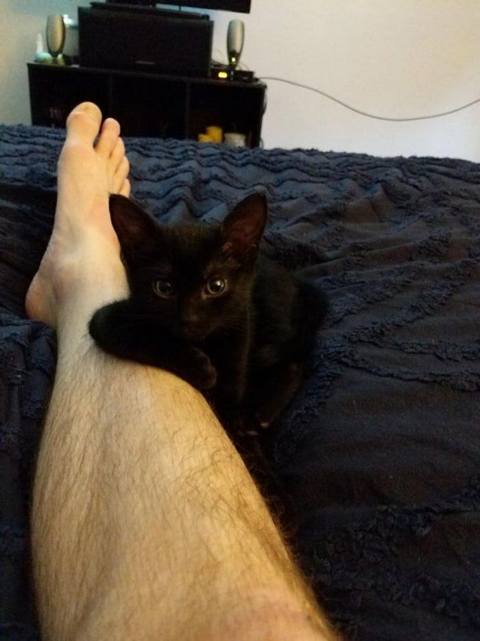 25 pessoas que adotaram um gato e ganharam na loteria da felicidade 15
