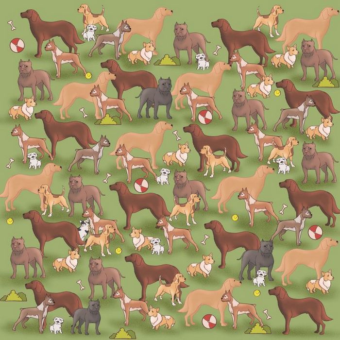 Teste: Encontre o que está se escondendo nessas 15 fotos 27