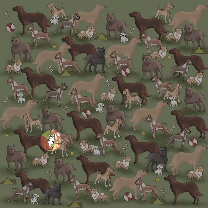 Teste: Encontre o que está se escondendo nessas 15 fotos 28