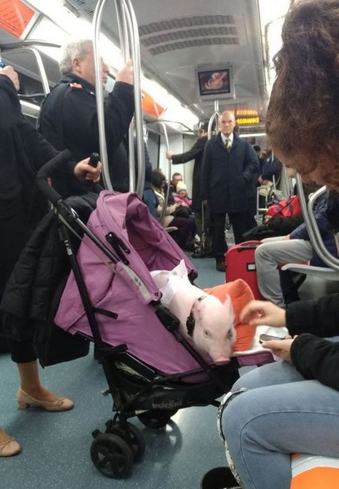 25 viajantes que ninguém esperava encontrar em uma viagem 14