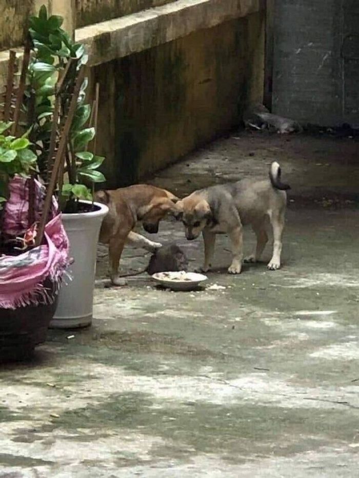 18 animais de estimação ​​que têm os maiores coração do mundo 15