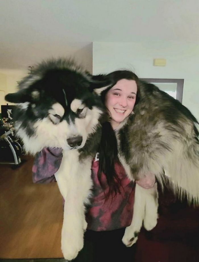 15 animais que era pequeno que se transformaram em grandes e majestosos 15