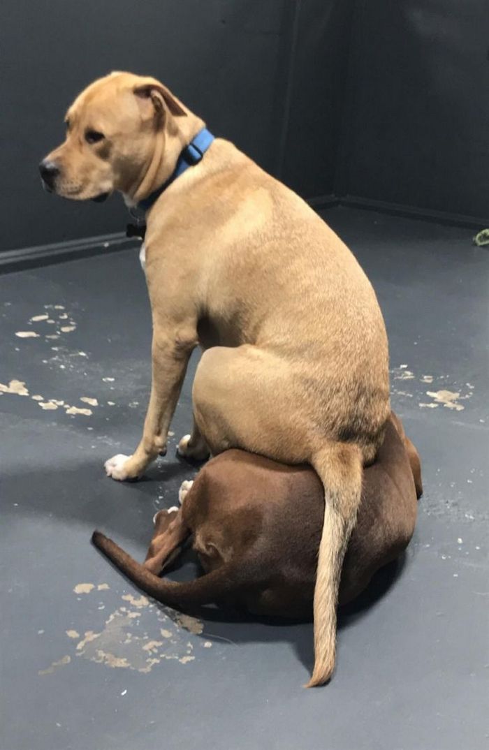 26 cachorros e suas poses super engraçadas 15