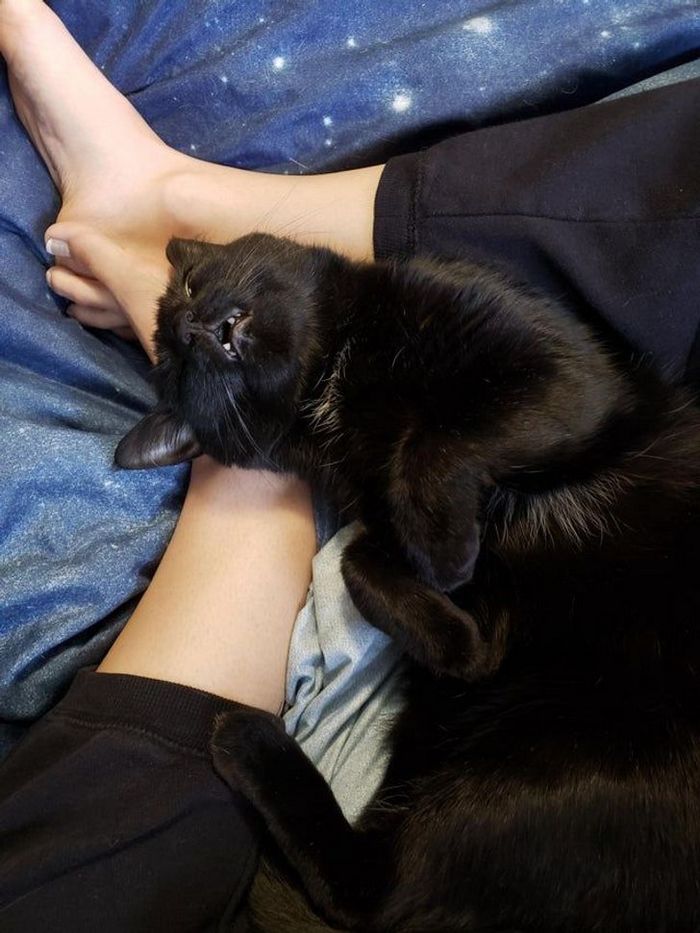 22 coisas incomuns e engraçadas que os gatos fazem 16