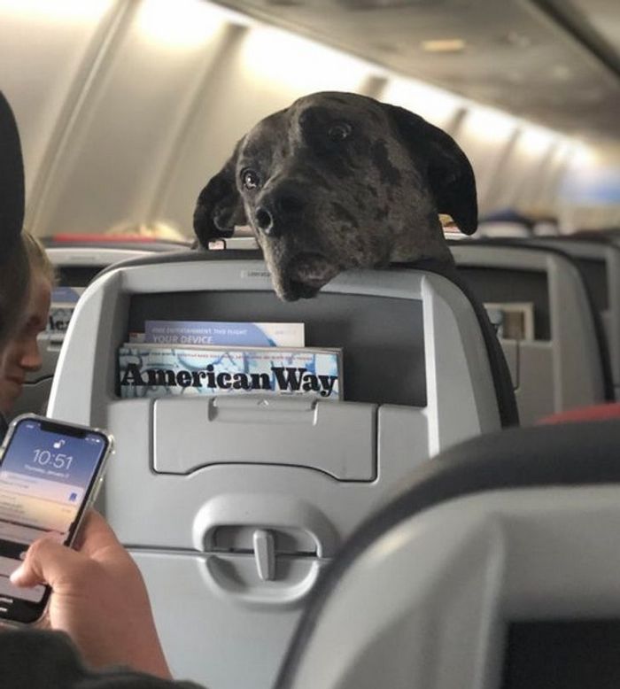 25 viajantes que ninguém esperava encontrar em uma viagem 15