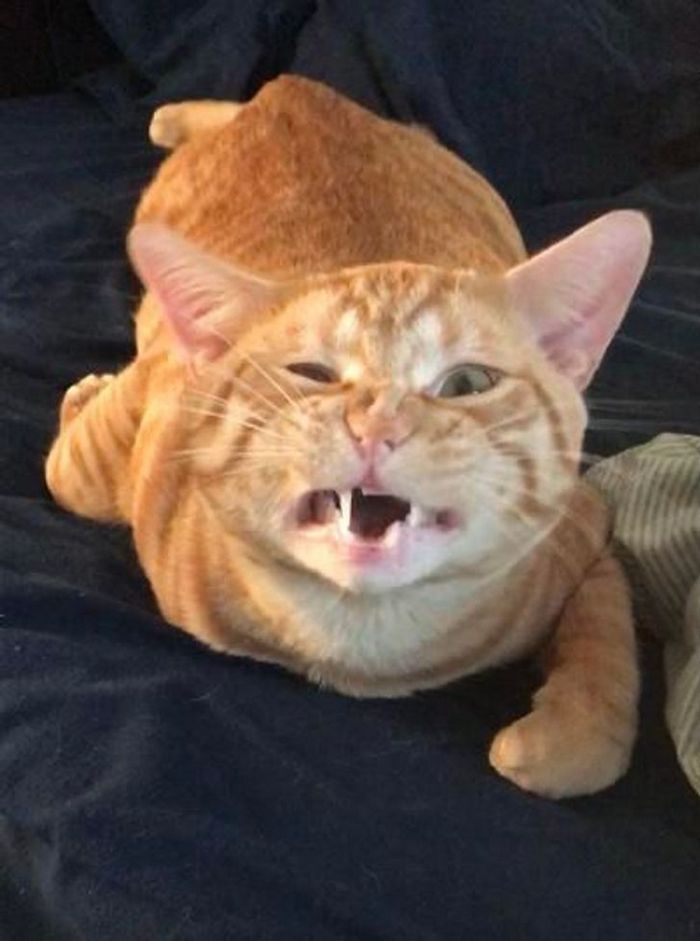 22 coisas incomuns e engraçadas que os gatos fazem 17