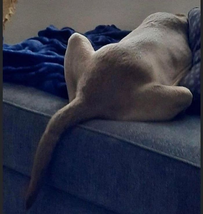 18 fotos que irão bagunçar a sua mente 16