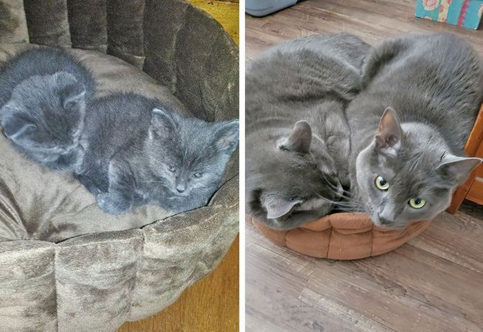 25 pessoas que adotaram um gato e ganharam na loteria da felicidade 17