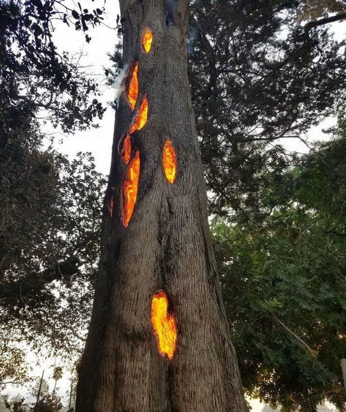 20 vezes a mãe natureza abençoou as coisas com um pouco mais de charme 16