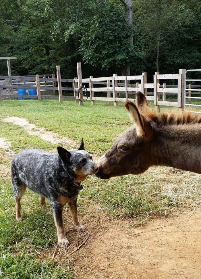 19 vezes que nossos amiguinhos foram pegos fazendo algo muito humano 17