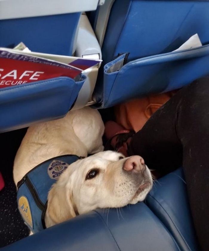 25 viajantes que ninguém esperava encontrar em uma viagem 16