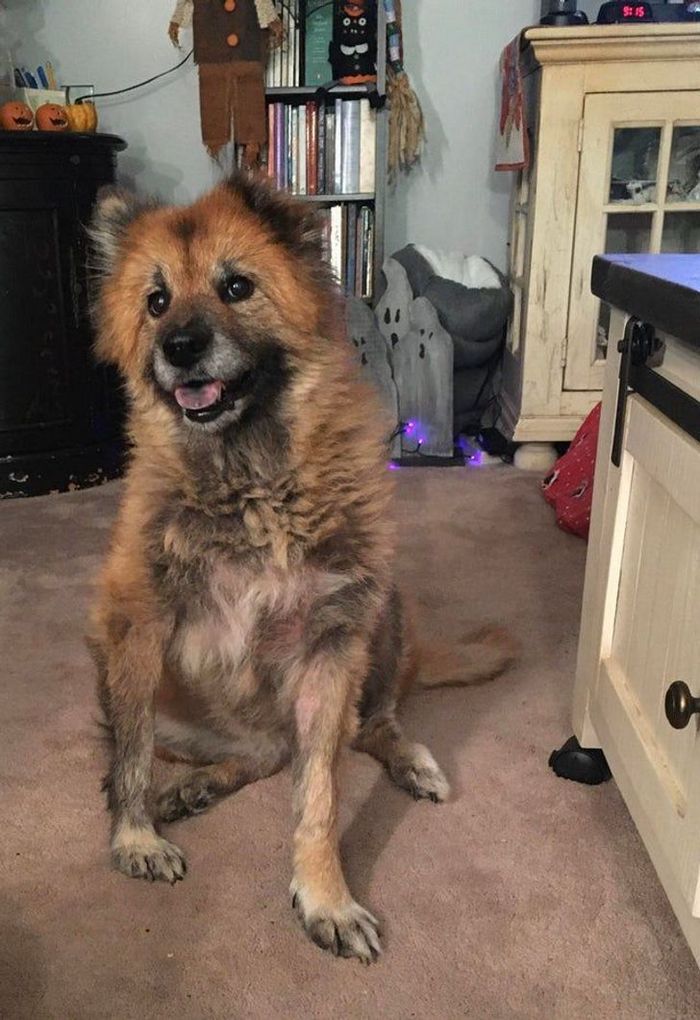 18 animais de estimação ​​que têm os maiores coração do mundo 17