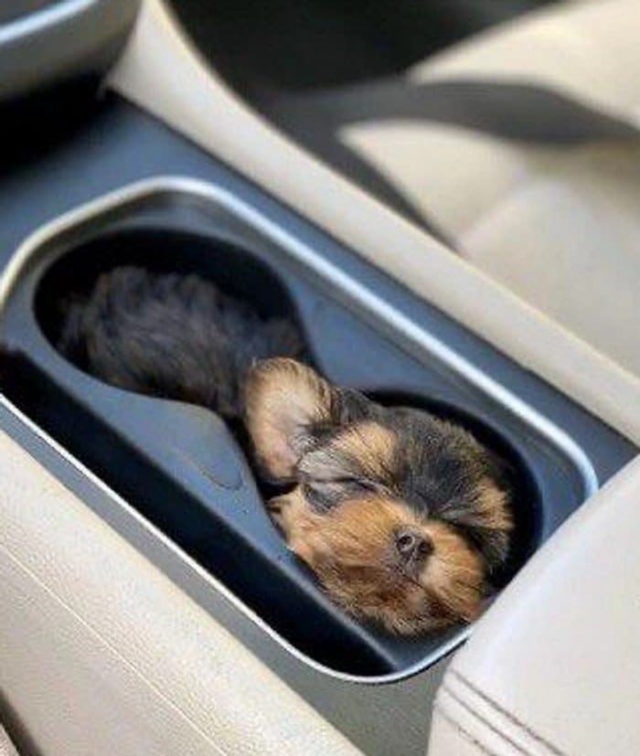 26 cachorros e suas poses super engraçadas 17