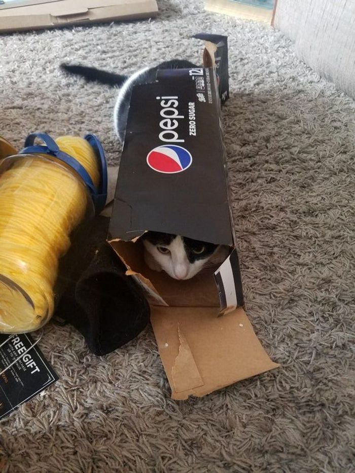 22 coisas incomuns e engraçadas que os gatos fazem 18