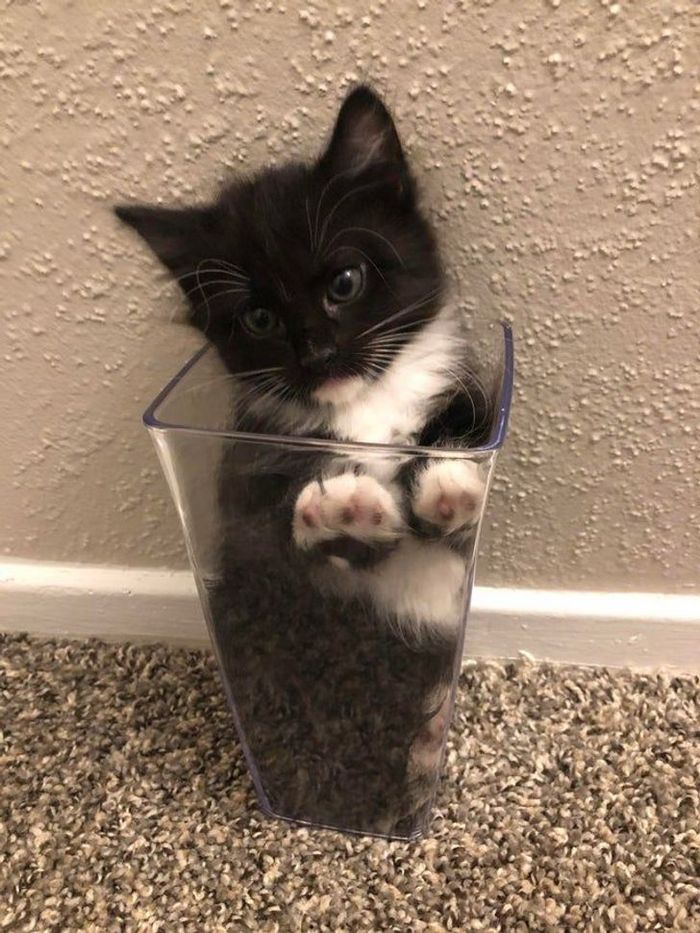 25 pessoas que adotaram um gato e ganharam na loteria da felicidade 18