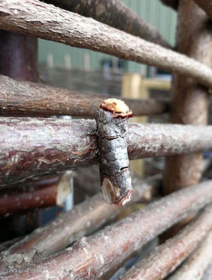 20 vezes a mãe natureza abençoou as coisas com um pouco mais de charme 17