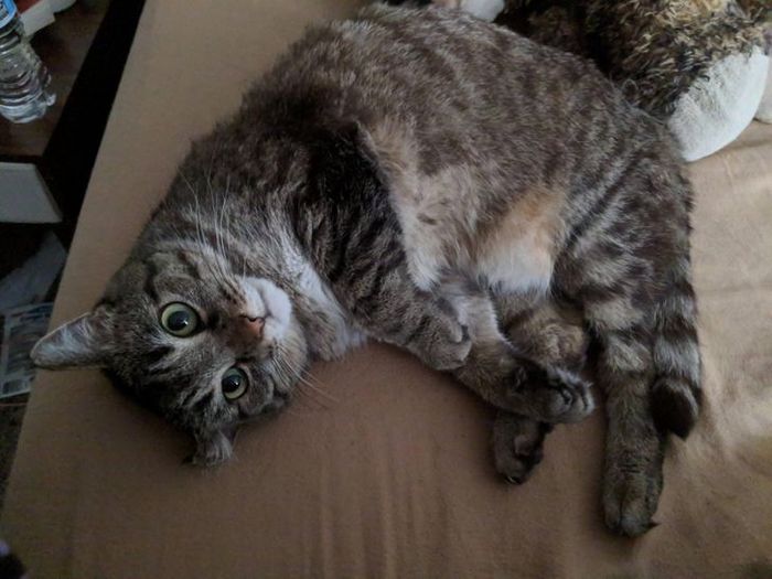 18 animais de estimação ​​que têm os maiores coração do mundo 18