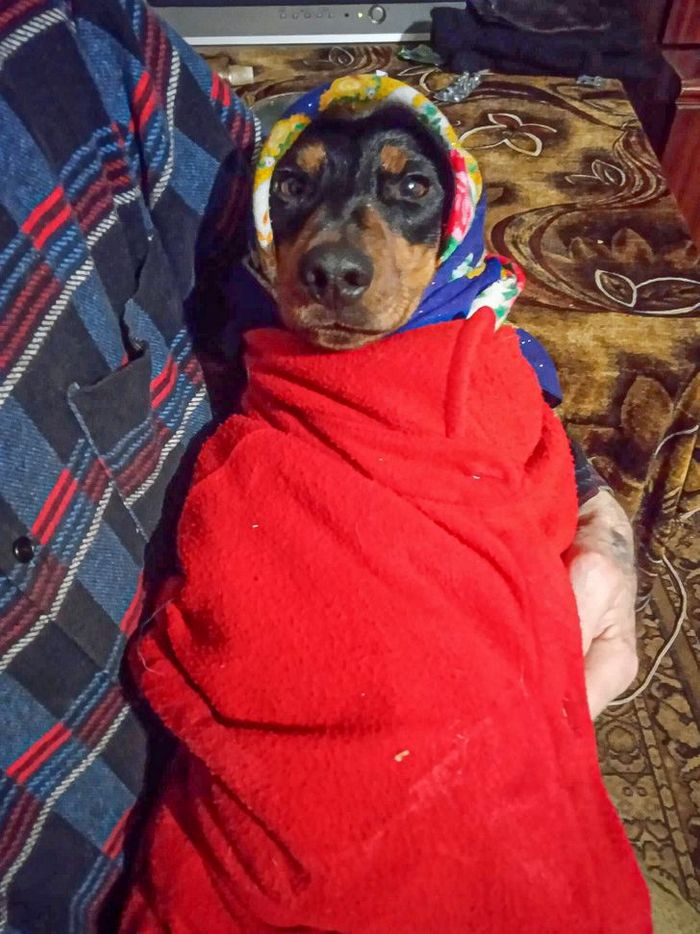 26 cachorros e suas poses super engraçadas 18