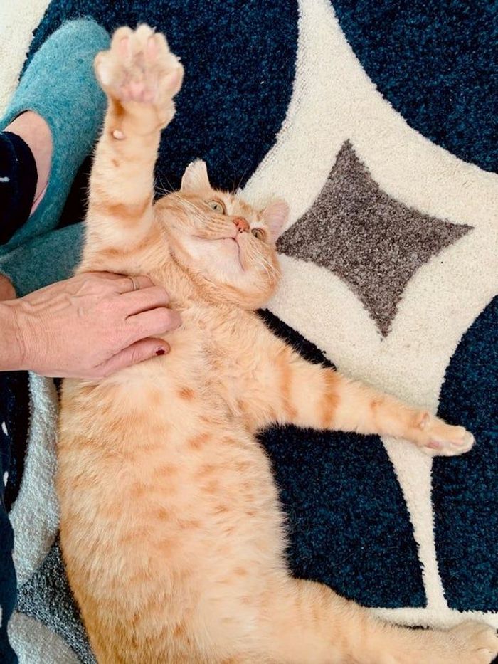 22 coisas incomuns e engraçadas que os gatos fazem 19