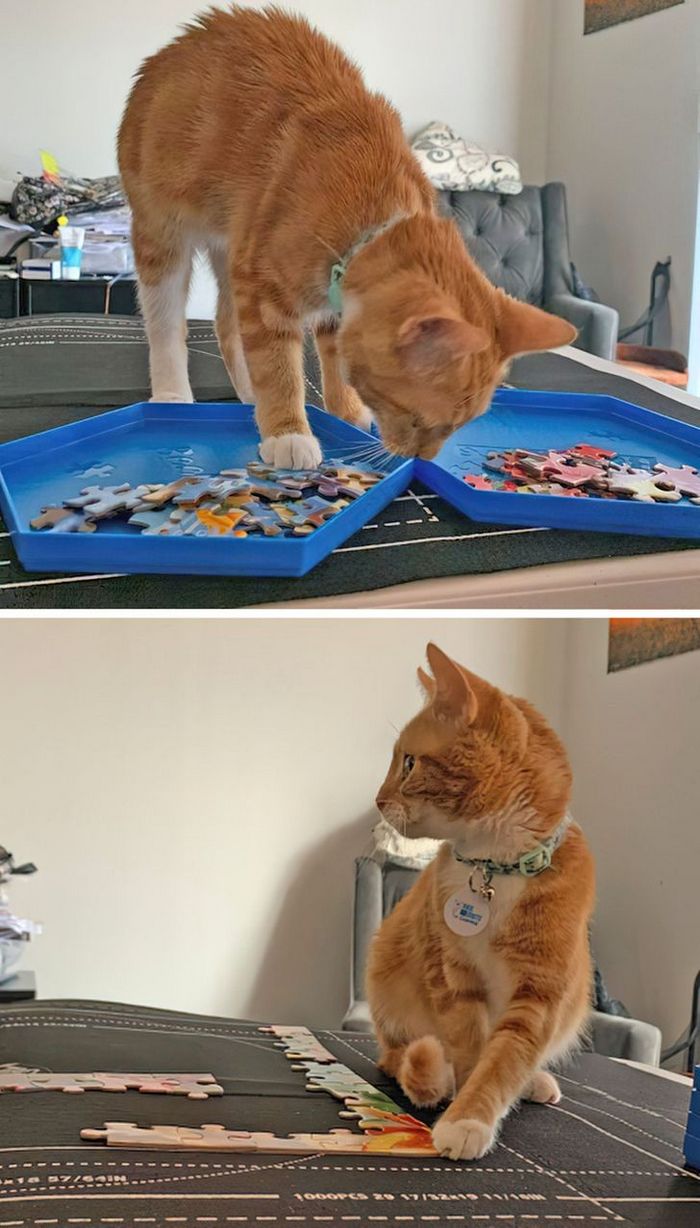 25 pessoas que adotaram um gato e ganharam na loteria da felicidade 19